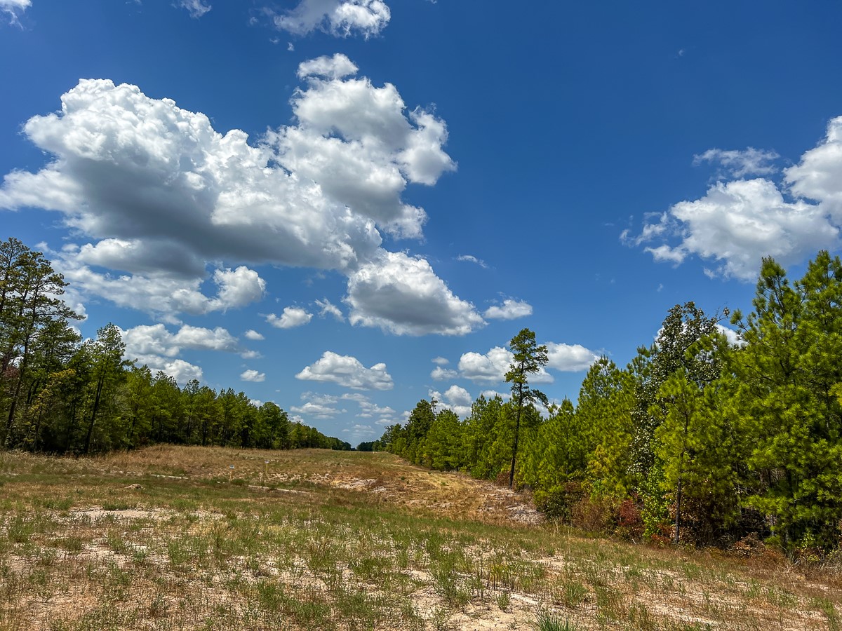 0 Lost Indian Camp Road Huntsville, TX 77320 - Photo 8 of 16 a view of a bunch of flowers in middle of the yard