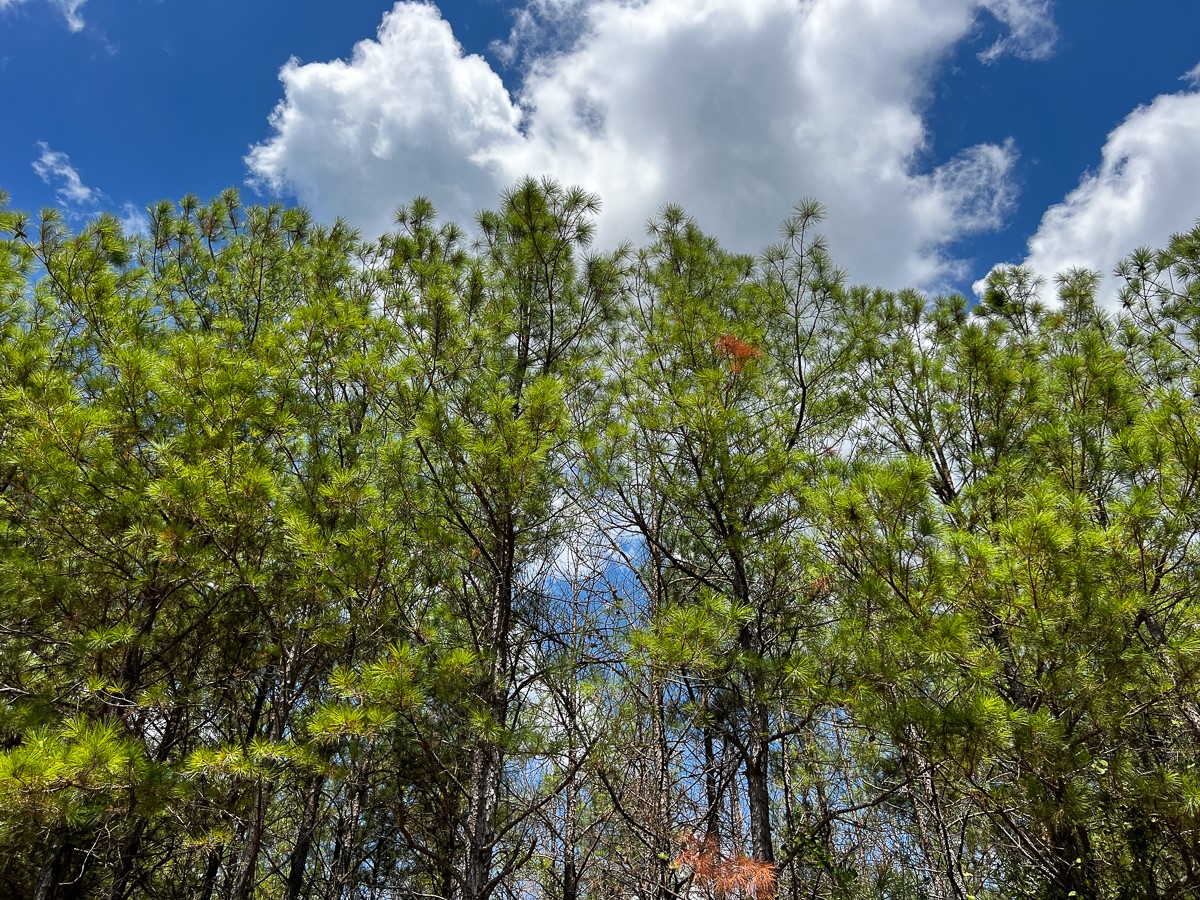 0 Lost Indian Camp Road Huntsville, TX 77320 - Photo 9 of 16 a backyard of a house with lots of green space