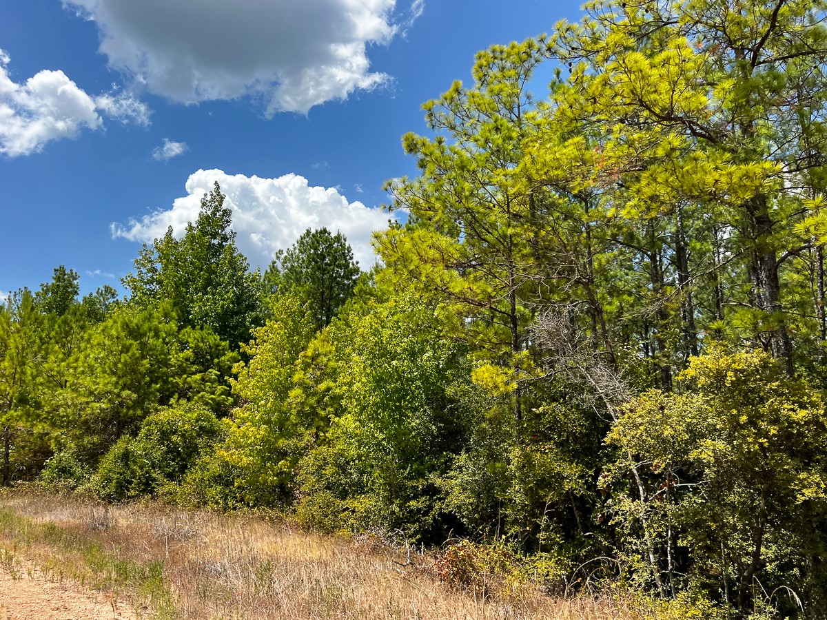 0 Lost Indian Camp Road Huntsville, TX 77320 - Photo 10 of 16 a view of a tree