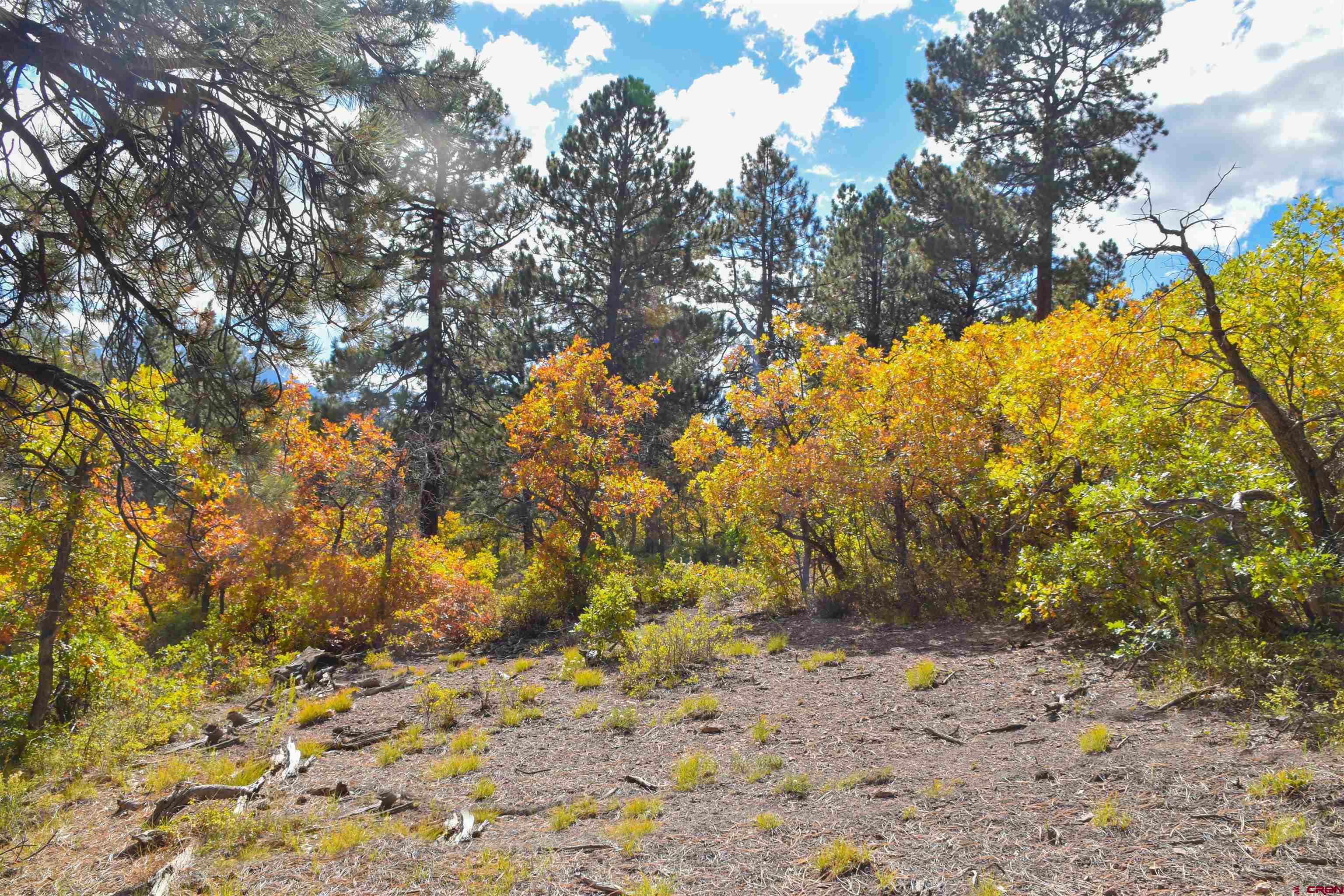 671 Forest Hill Road Ridgway, CO 81432 - Photo 7 of 14 Gallery Image 7