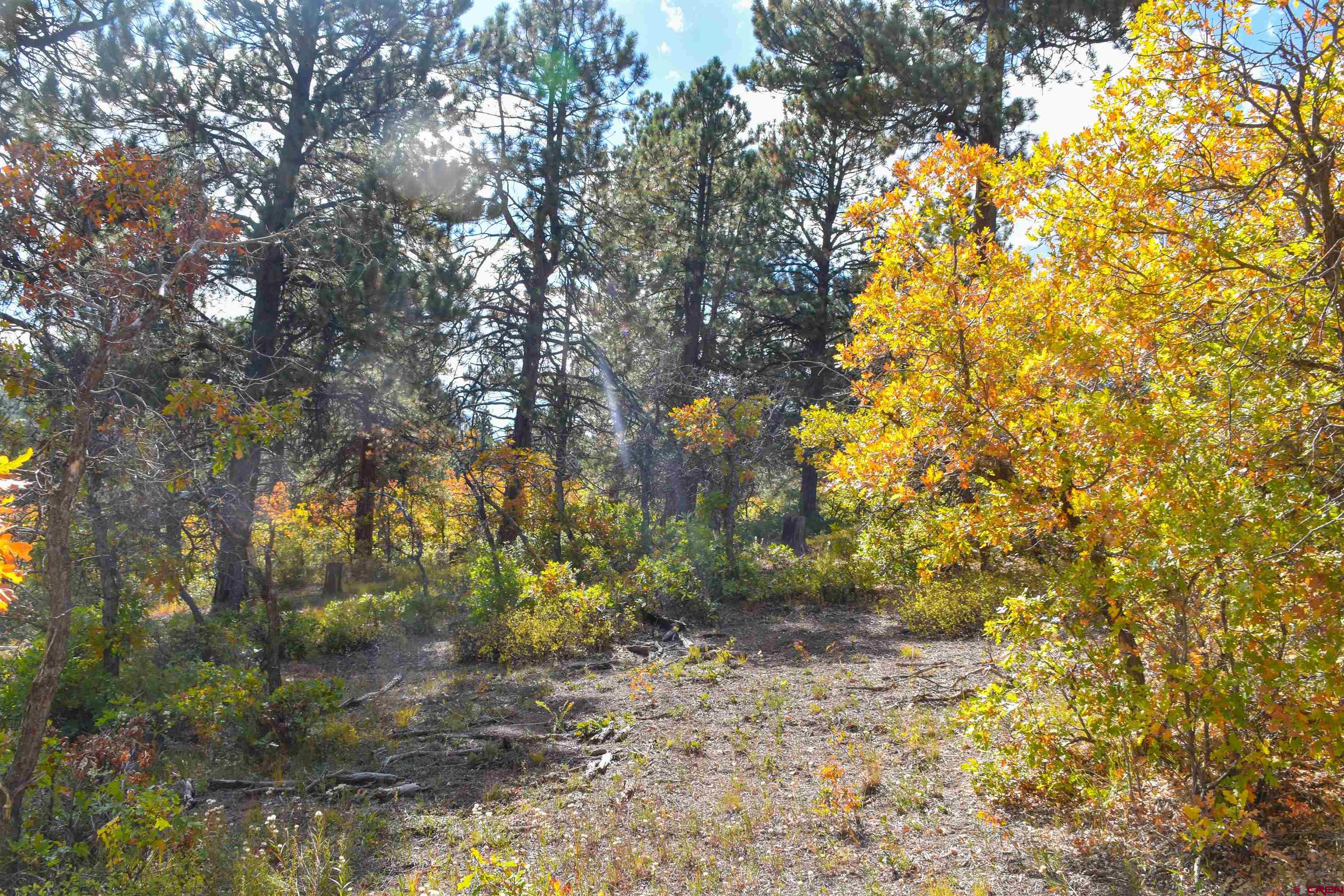 671 Forest Hill Road Ridgway, CO 81432 - Photo 8 of 14 Gallery Image 8