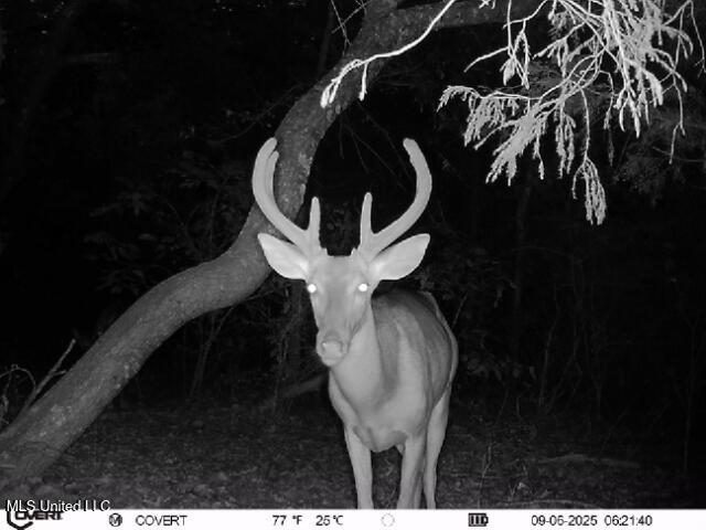 1 Sulphur Springs Road Canton, MS 39046 - Photo 3 of 30 ReactNativeBlobUtilTmp_ibej9stsfi1epqv7r