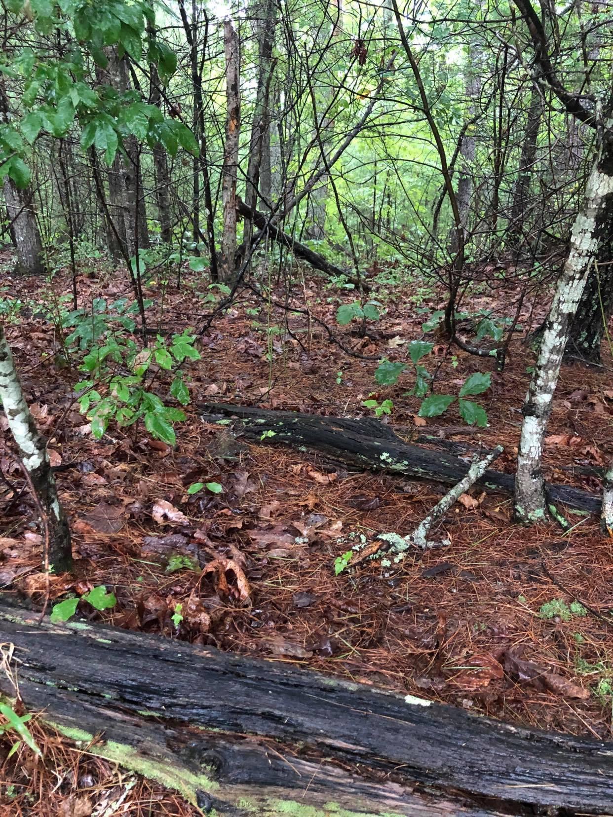Lot 32 Blue Ridge Lane Monroe, VA 24574 - Photo 2 of 7 1