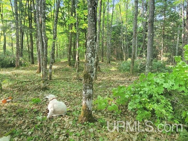 Lot 7 West Tamarack Lake Road Watersmeet, MI 49969 - Photo 11 of 11