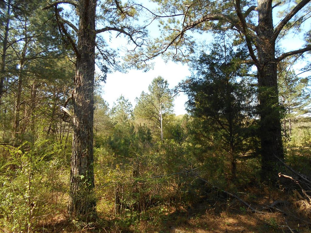 101 Nola Road Sontag, MS 39665 - Photo 1 of 1 Main View