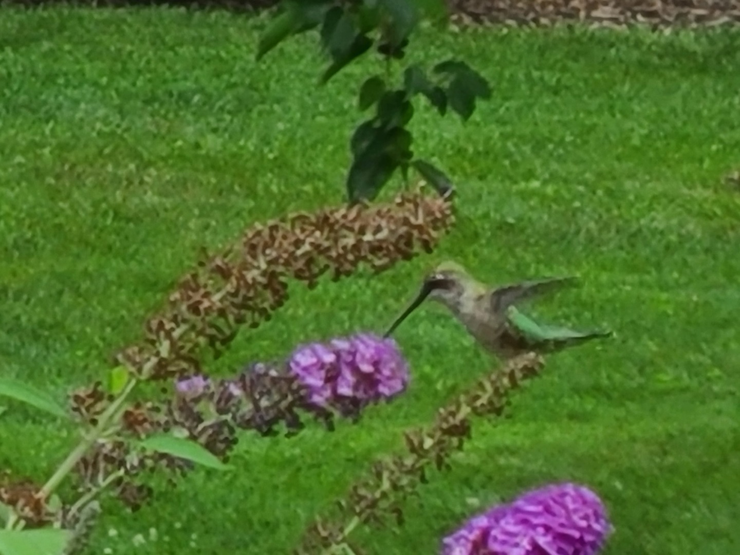 700 West Center Road Palatine, IL 60074 - Photo 28 of 32 a view of a flower in a garden