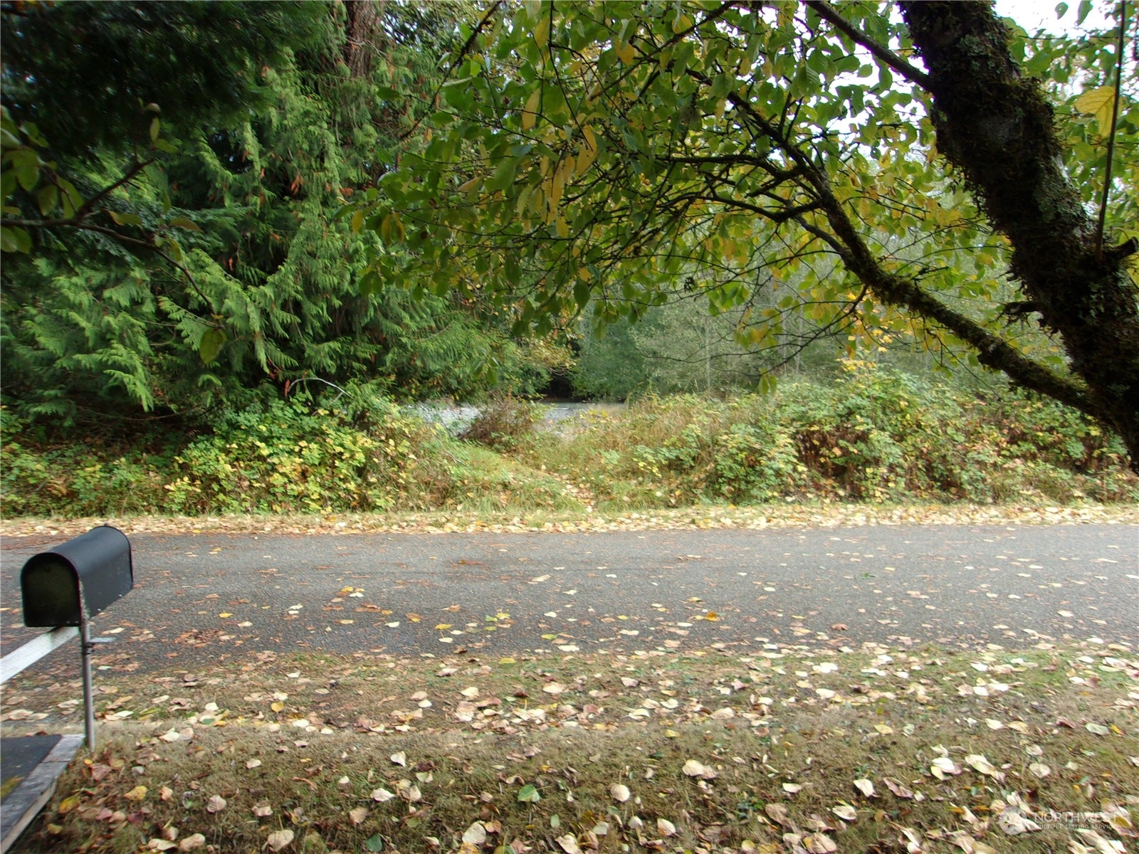 200 Morgan Lane Brinnon, WA 98320 - Photo 11 of 11 a view of yard