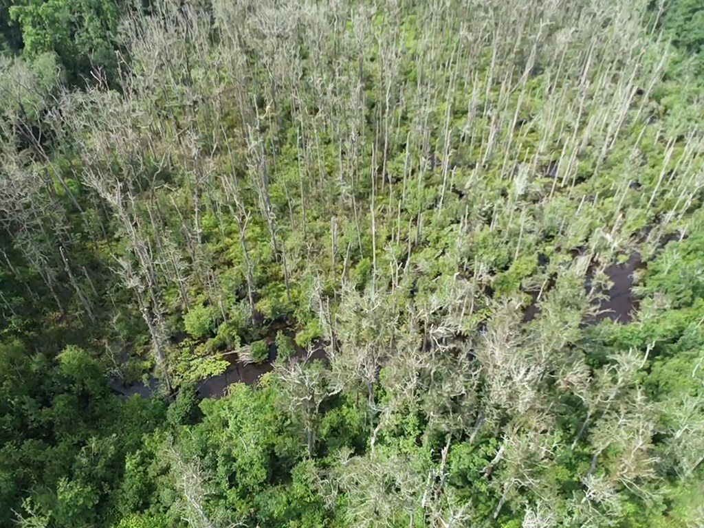 132.3-ac Green Road Dothan, AL 36303 - Photo 17 of 63