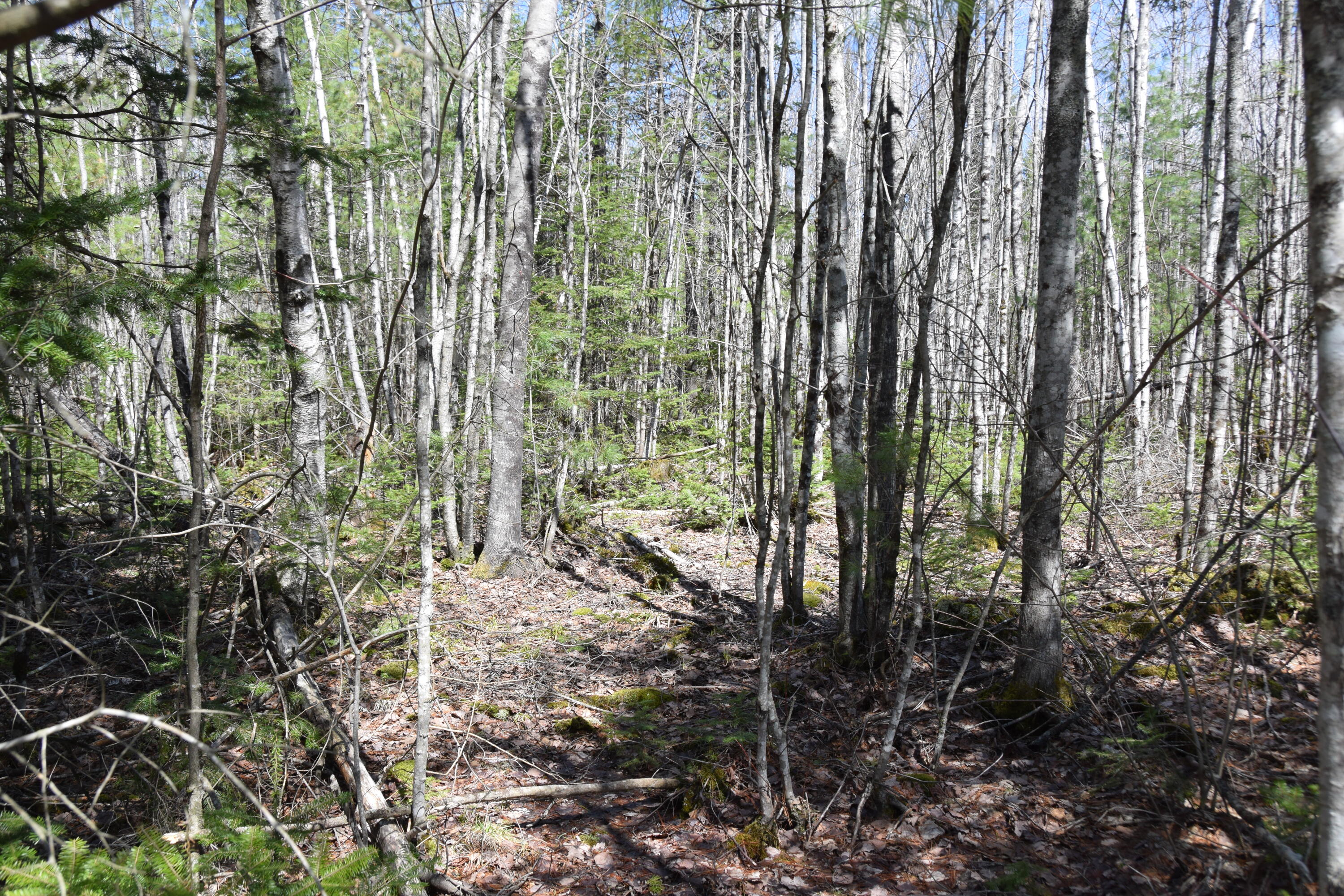 23 & Halls Bridge Road Canaan, ME 04924 - Photo 11 of 22 DSC_0009
