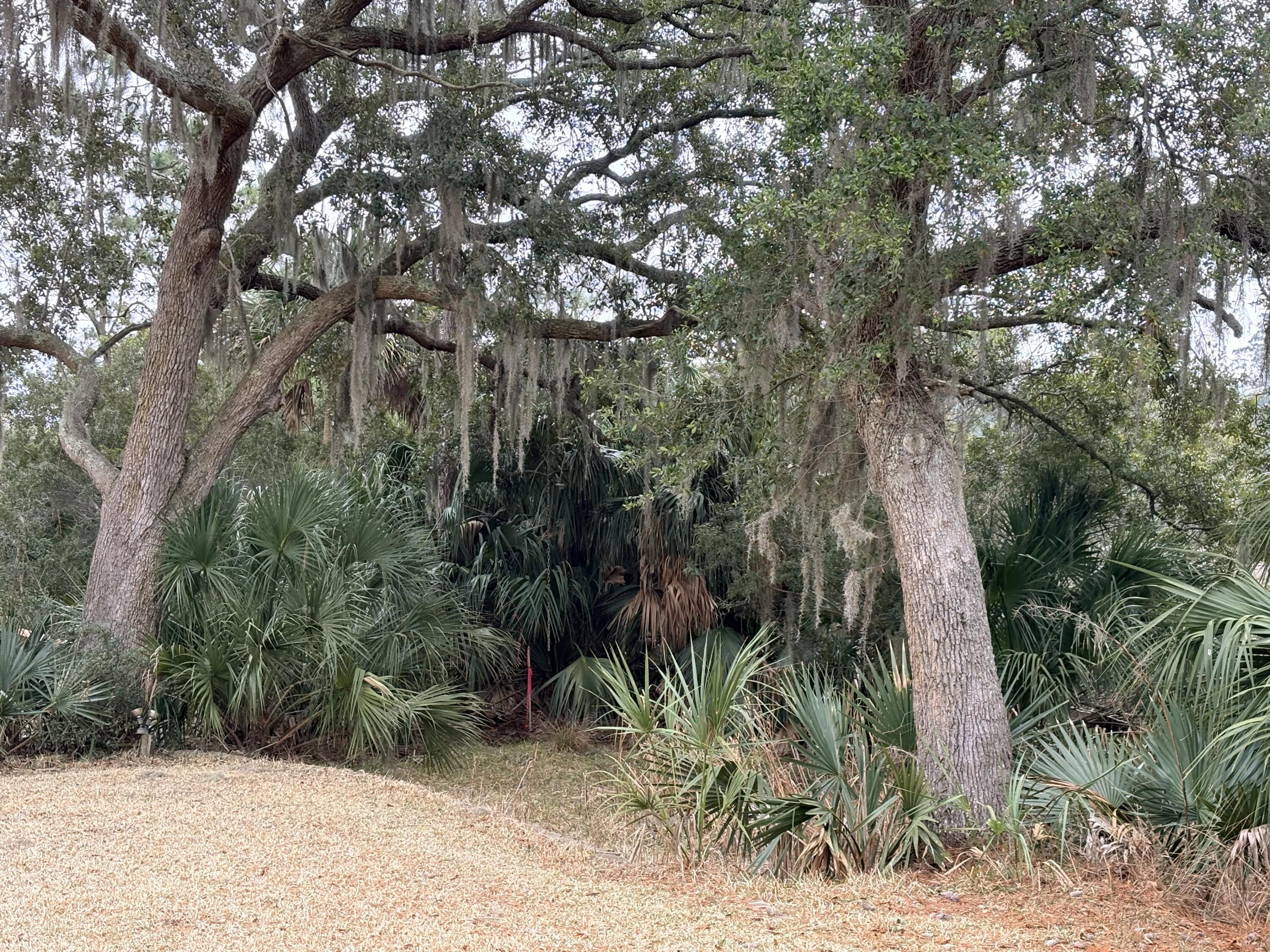 8970 Palmetto Road Edisto Island, SC 29438 - Photo 33 of 48 Left Rear View
