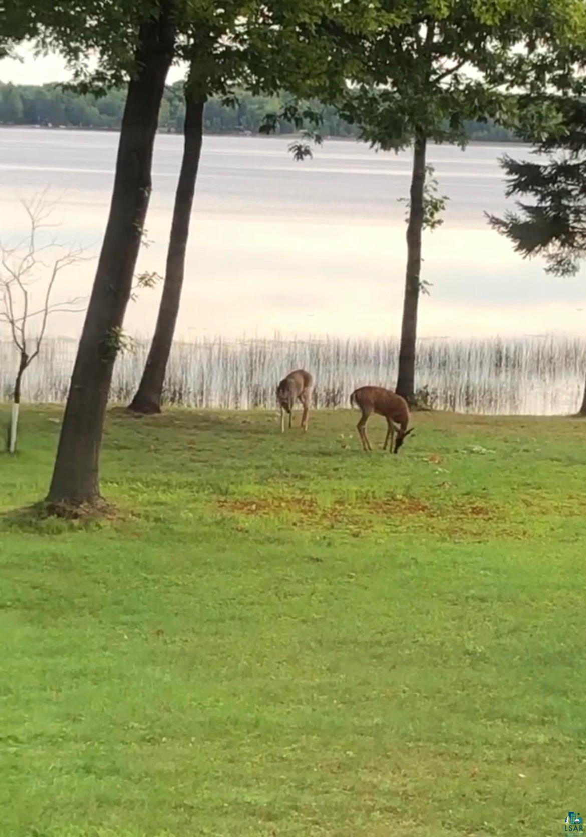 8767 South Lyman Lake Road South Range, WI 54874 - Photo 21 of 77 Deer At Waters Edge