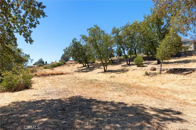 a view of a yard with palm trees
