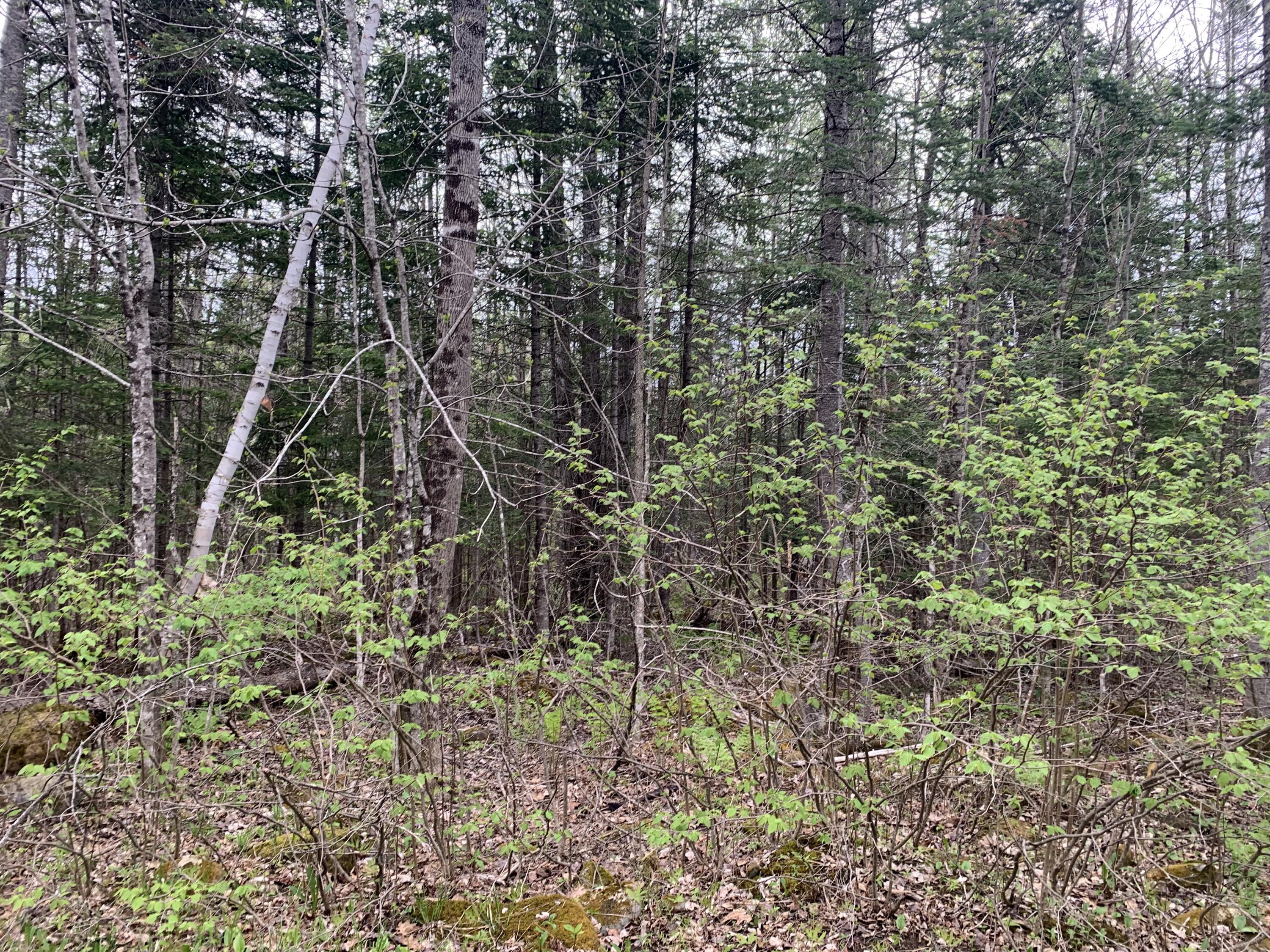Lot#00 North Road Ripley, ME 04930 - Photo 7 of 9 IMG_9321