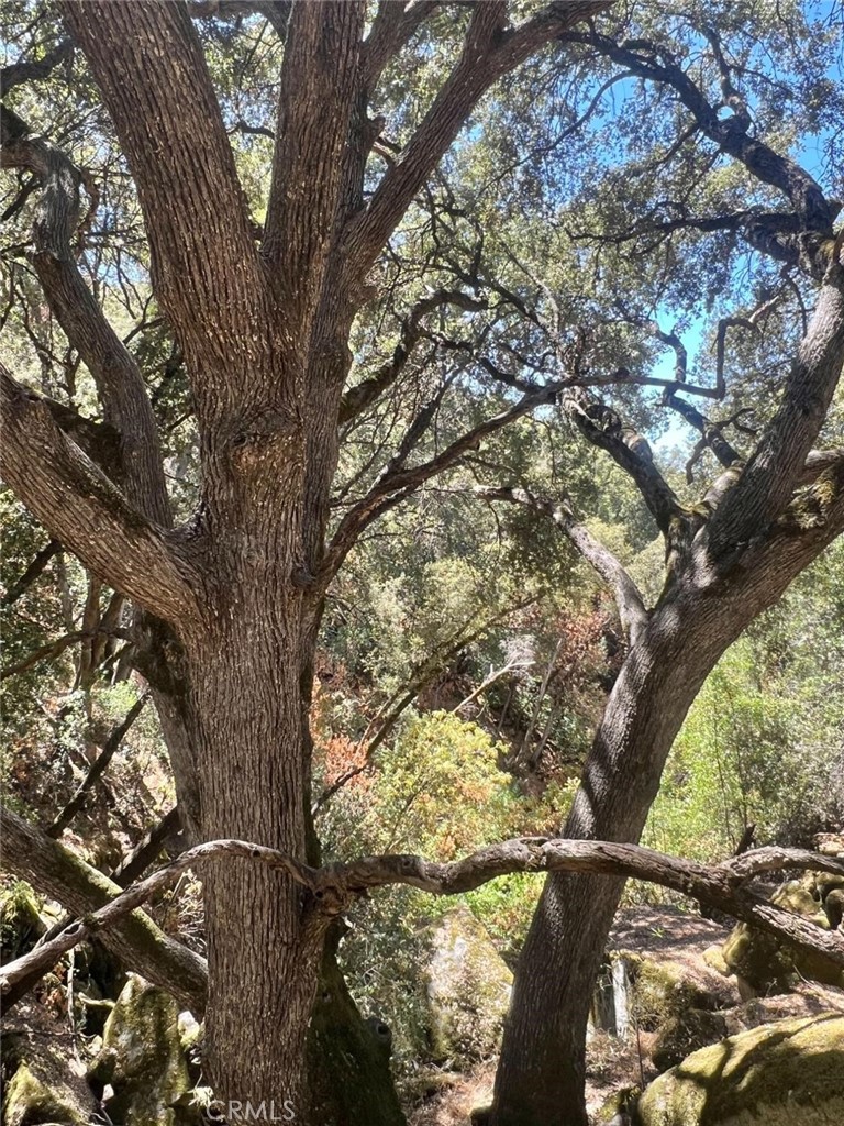 44981 Todd Eymann Road Dunlap, CA 93621 - Photo 65 of 74 a picture of tree