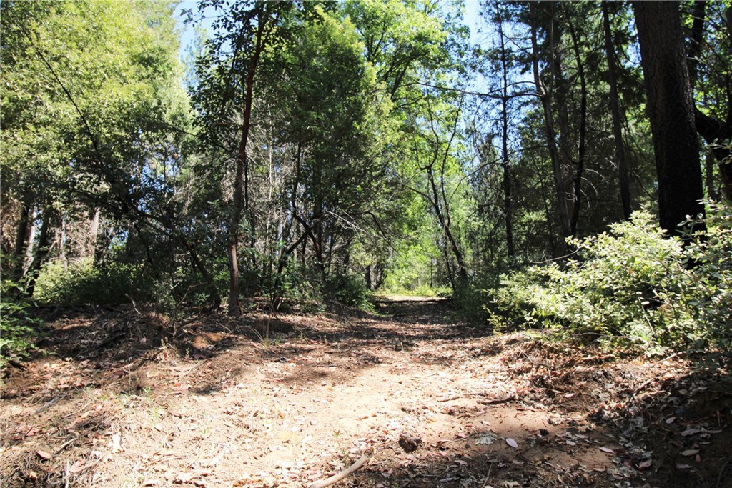 268 Milsap Bar Road Berry Creek, CA 95916 - Photo 40 of 47 a view of a yard with plants and trees