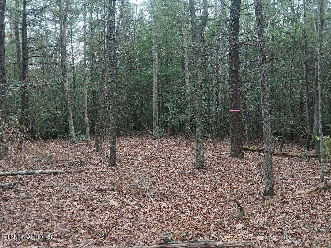 Magnolia Court Jamestown, TN 38556 - Photo 19 of 27 8118b8fa-8d41-4564-aa68-040b6295a6c5