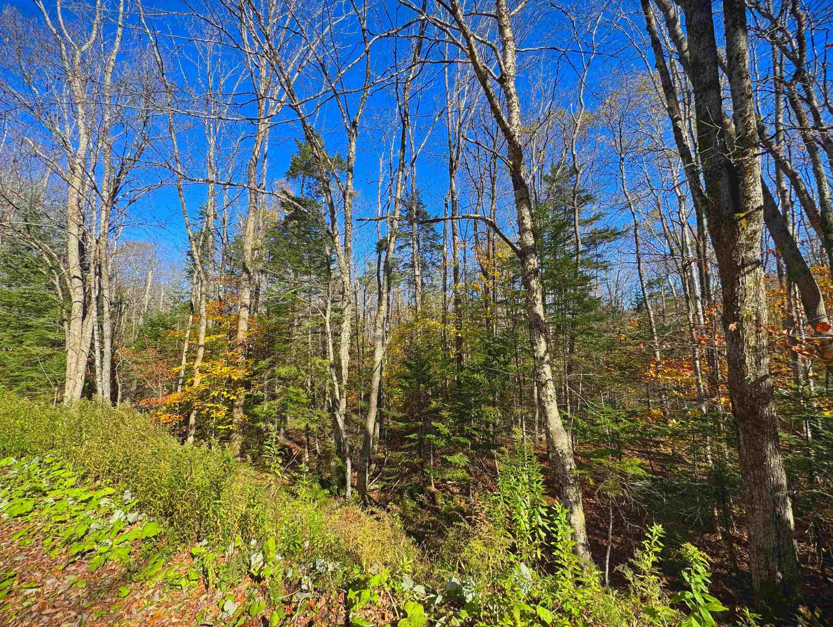 Lebensdorf Lane Readsboro, VT 05350 - Photo 7 of 9