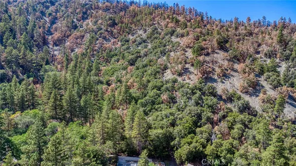 a view of a forest