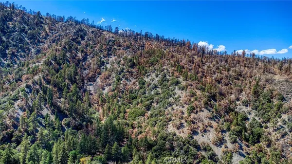 a view of a lush green forest