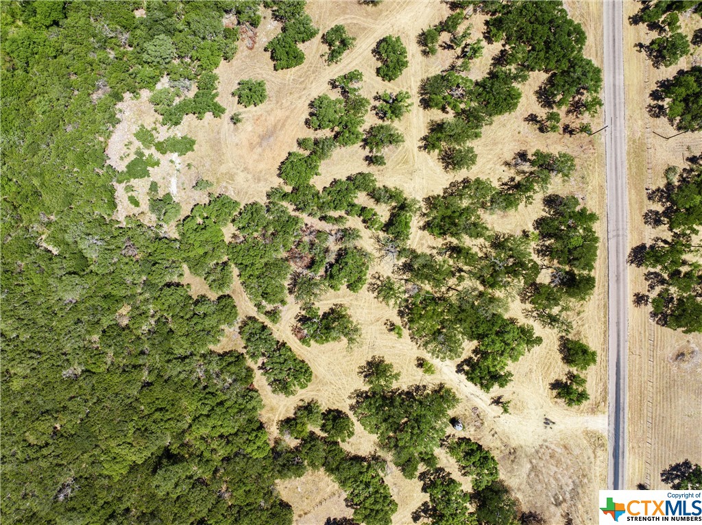 Tbd4 Owl Creek Park Road Gatesville, TX 76528 - Photo 7 of 29 a view of a tree with a plant in front of it