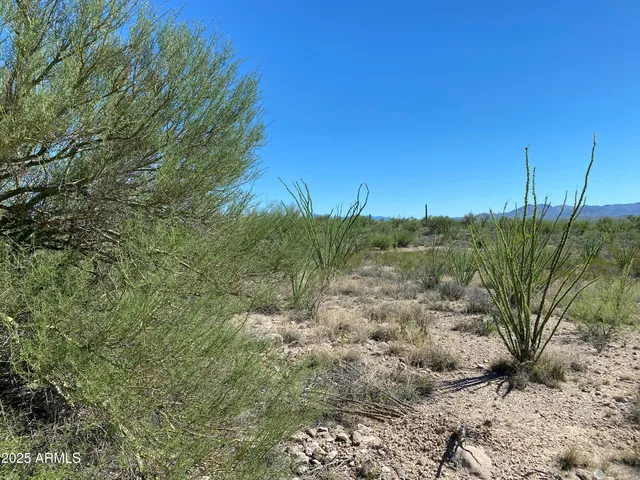 a view of a dry yard with trees in the background