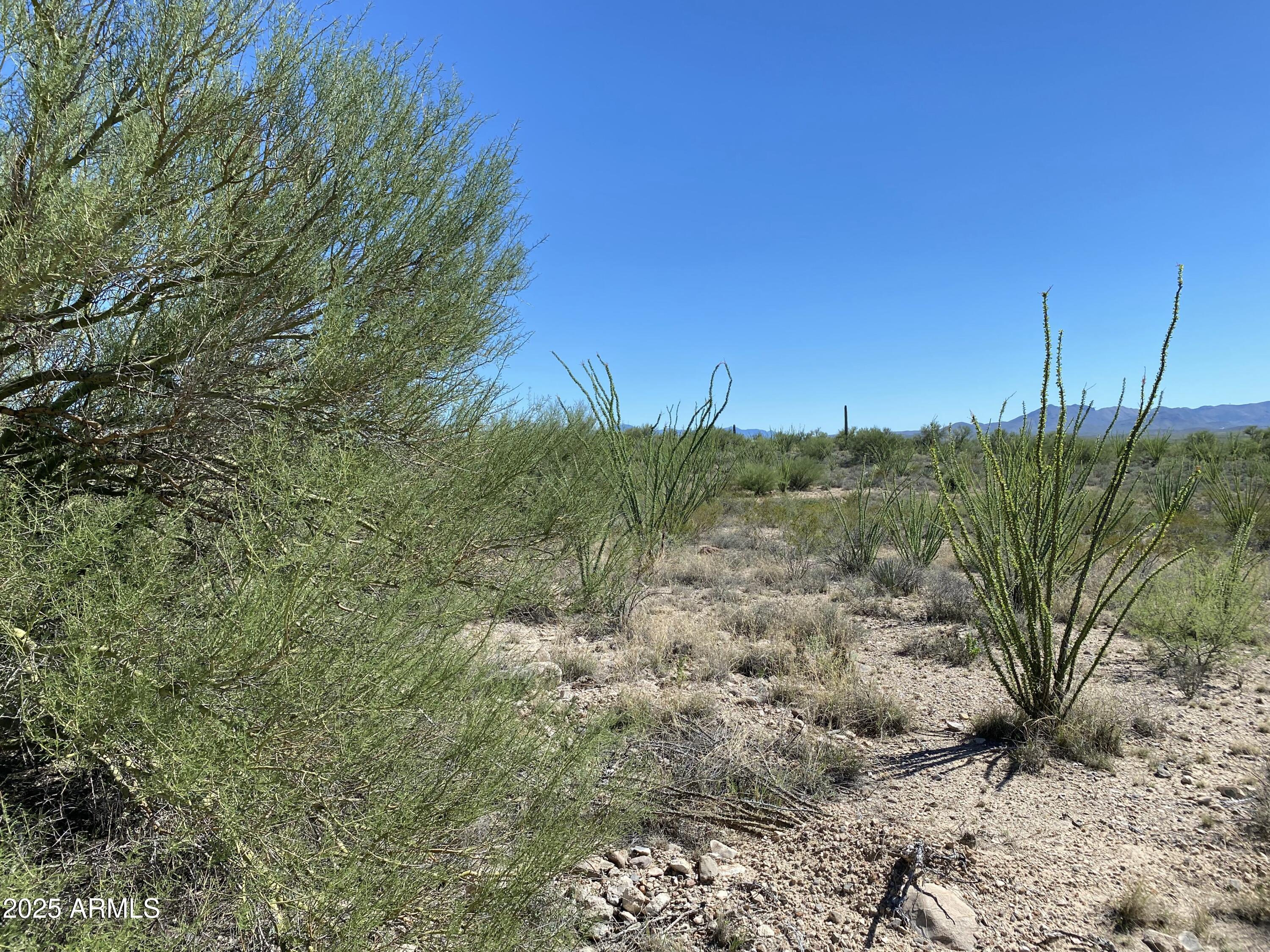 4-acres East Colossal Cave Road Vail, AZ 85641 - Photo 12 of 17 a view of a forest with a tree