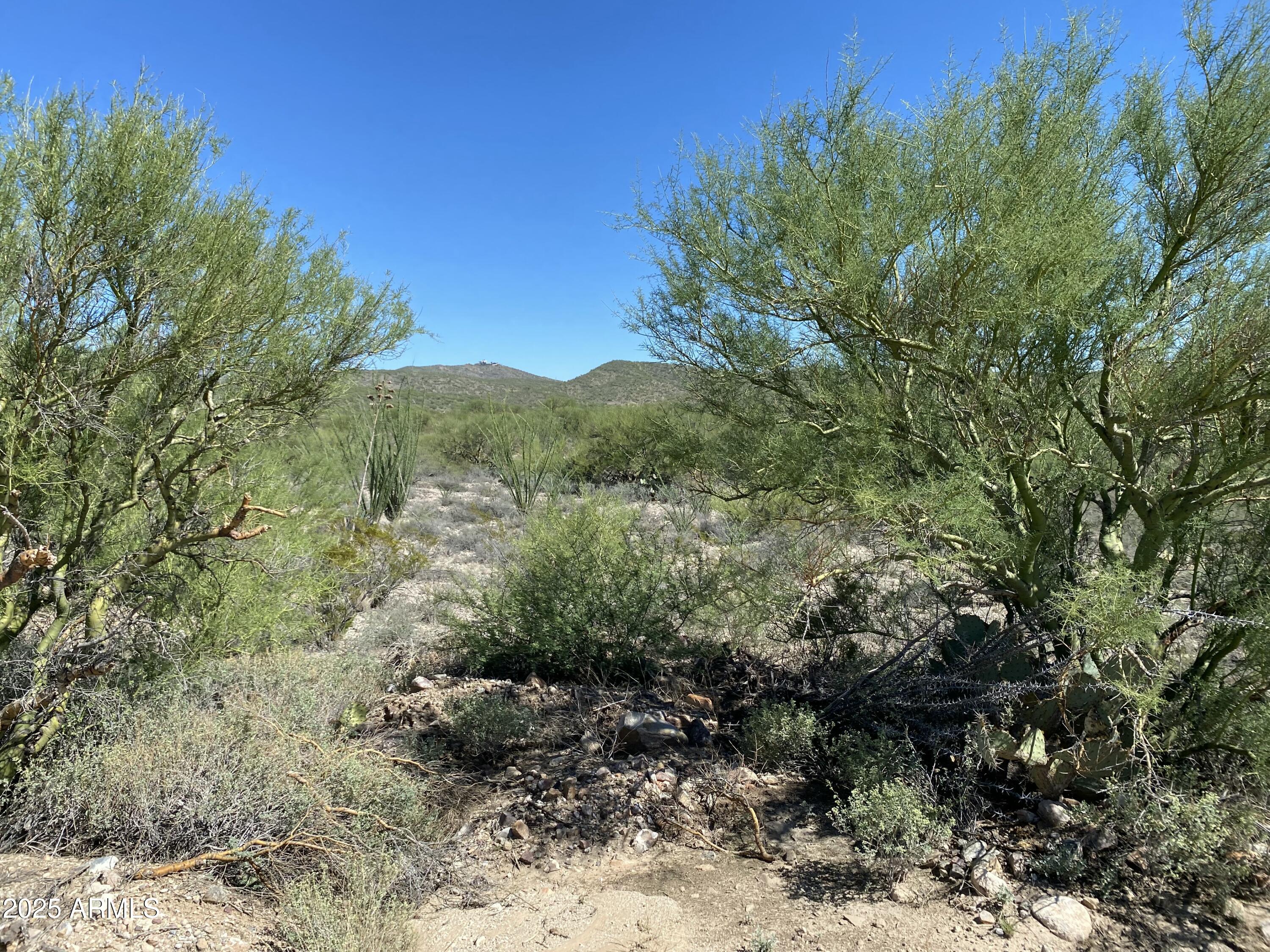 4-acres East Colossal Cave Road Vail, AZ 85641 - Photo 14 of 17 a view of a forest with trees in the background
