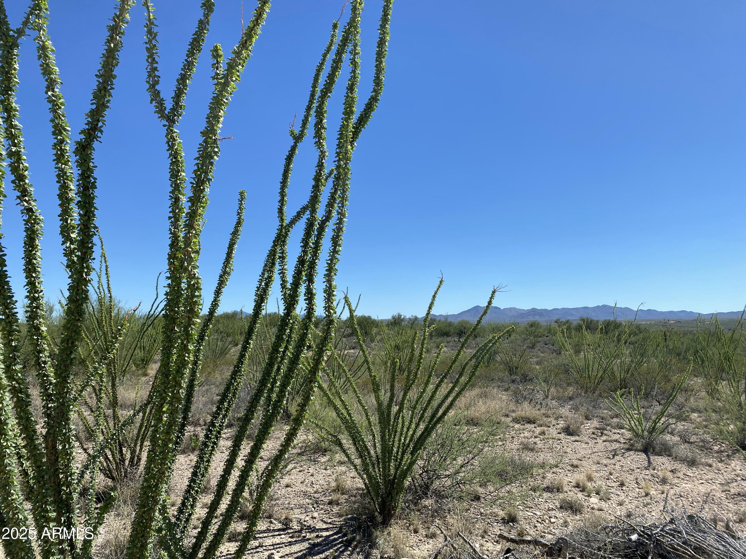 4-acres East Colossal Cave Road Vail, AZ 85641 - Photo 16 of 17 a view of a yard with plants and large trees