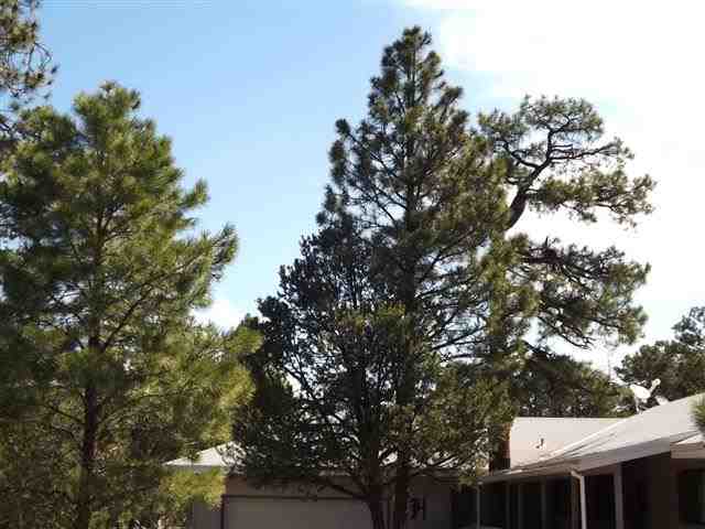 2097 Chevelon Road Overgaard, AZ 85933 - Photo 9 of 35 a view of house with a tree in front of it