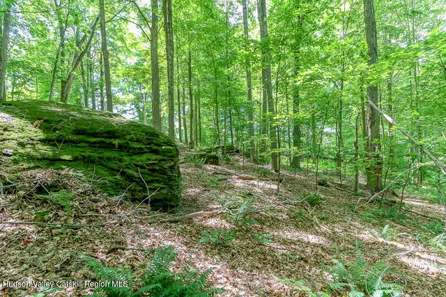 a view of a lush green forest