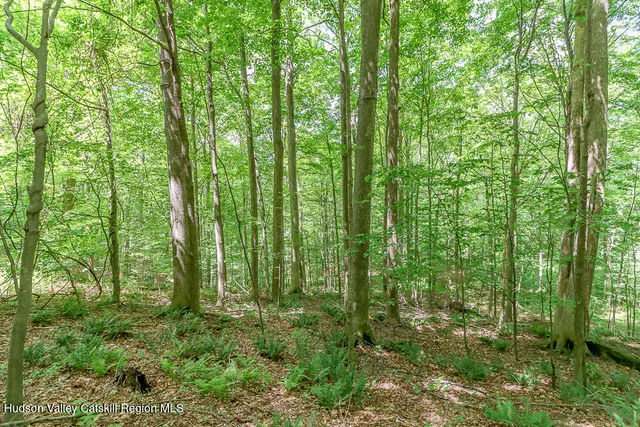 a view of a lush green forest