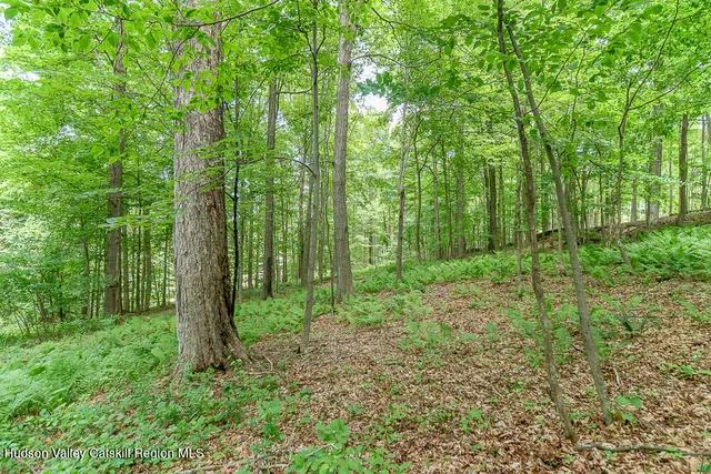 a view of a lush green forest