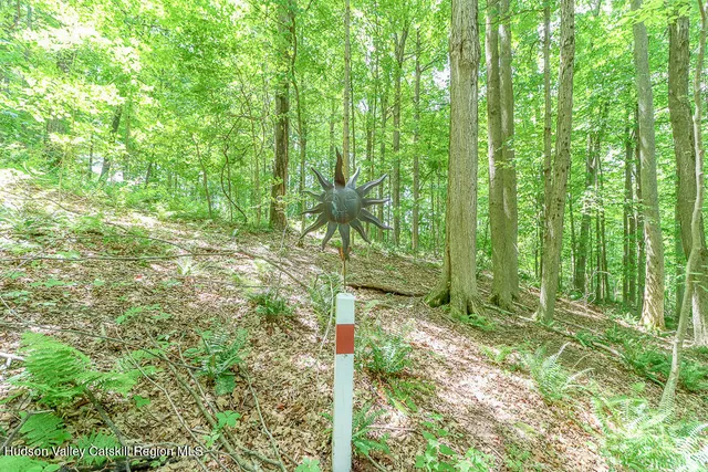 a view of lush green forest