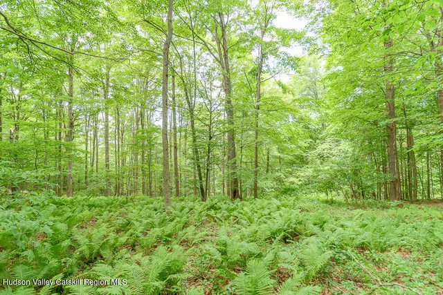a view of a lush green forest