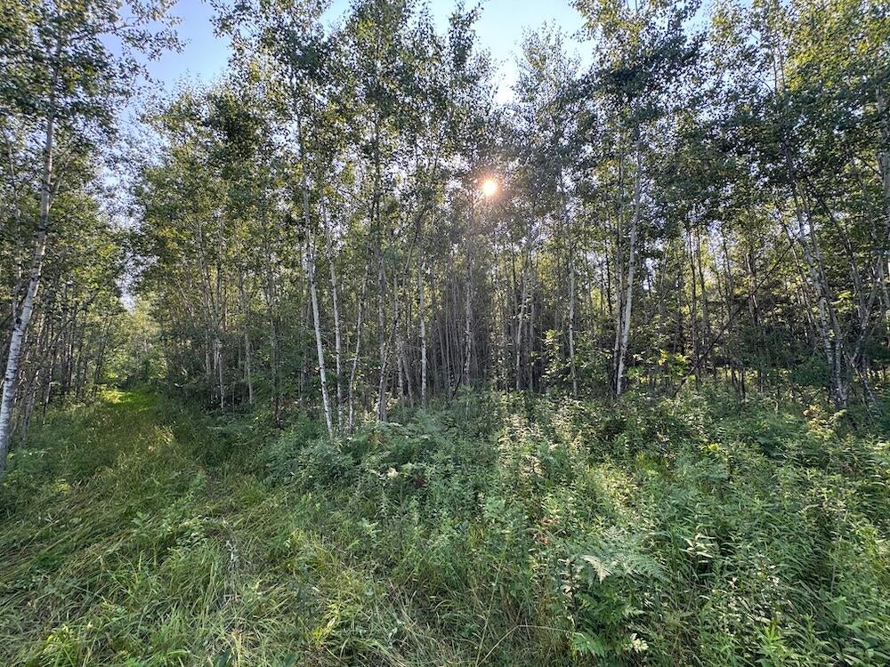 East Procunier Road Harrisville, MI 48740 - Photo 60 of 78 Gallery Image 60