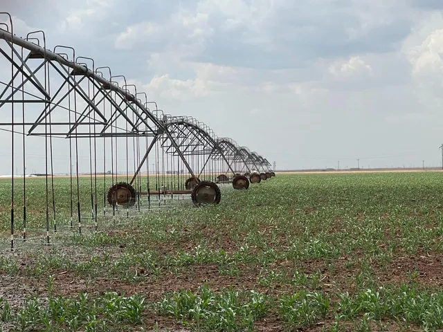 a small garden covered with tall trees