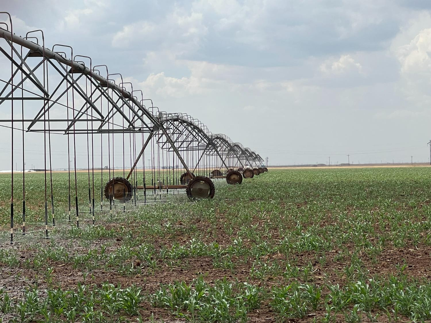 1711 Fm 194 Plainview, TX 79072 - Photo 2 of 6 a small garden covered with tall trees
