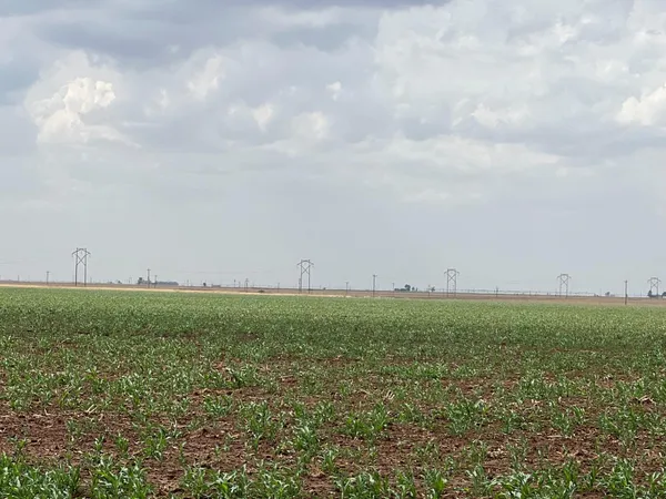 a view of a field with lots of bushes