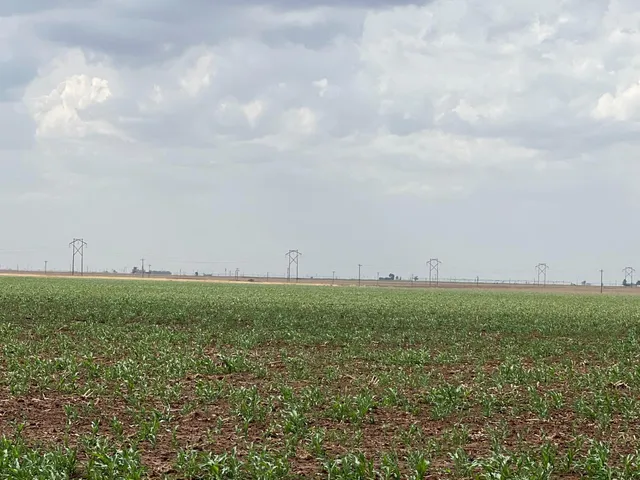 a view of a field with lots of bushes