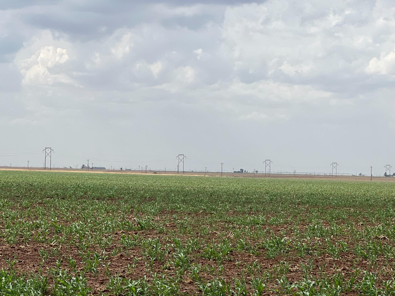 1711 Fm 194 Plainview, TX 79072 - Photo 3 of 6 a view of a field with lots of bushes