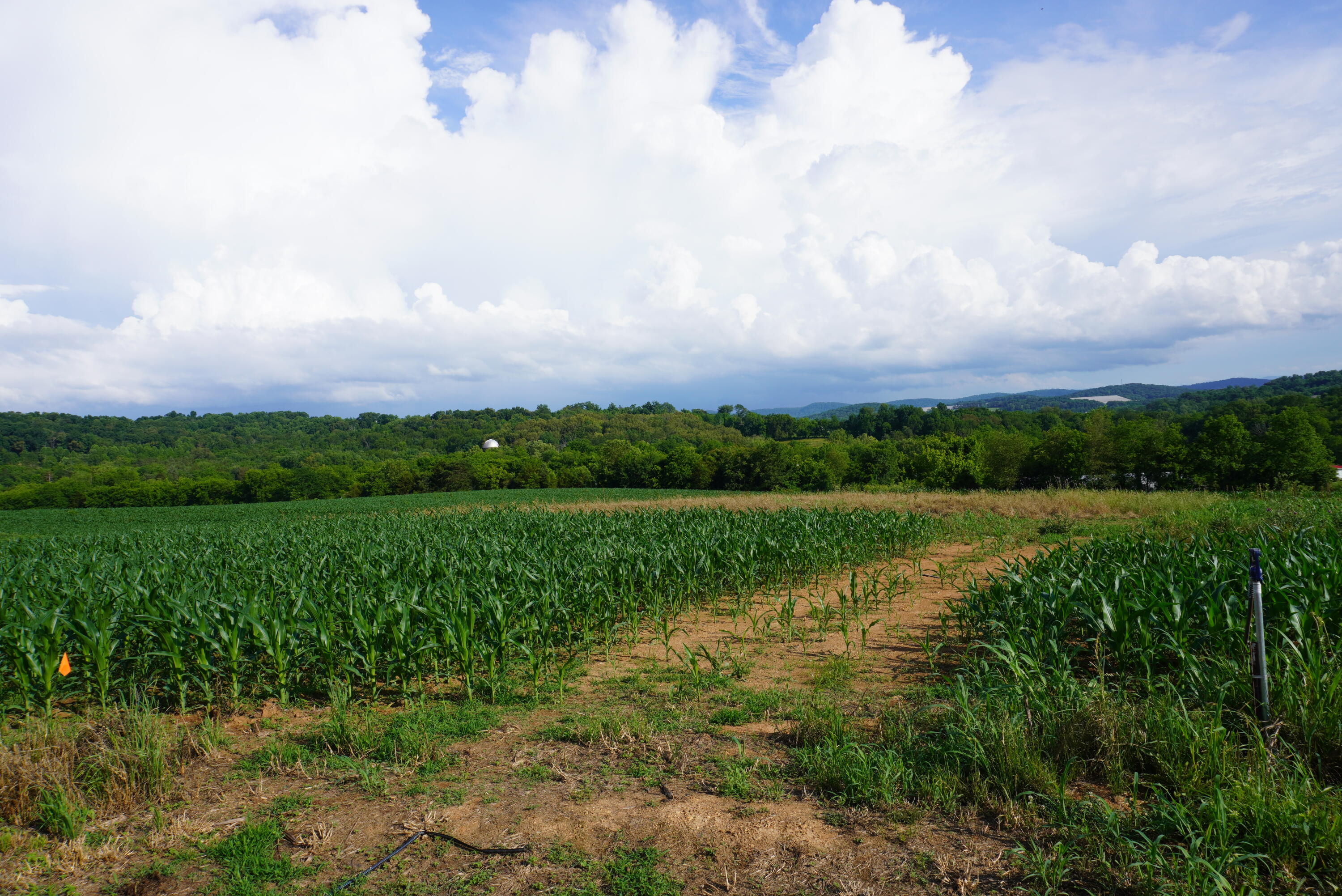 2 Burchell Road New Market, TN 37820 - Photo 11 of 17 burchell rd farm (10)