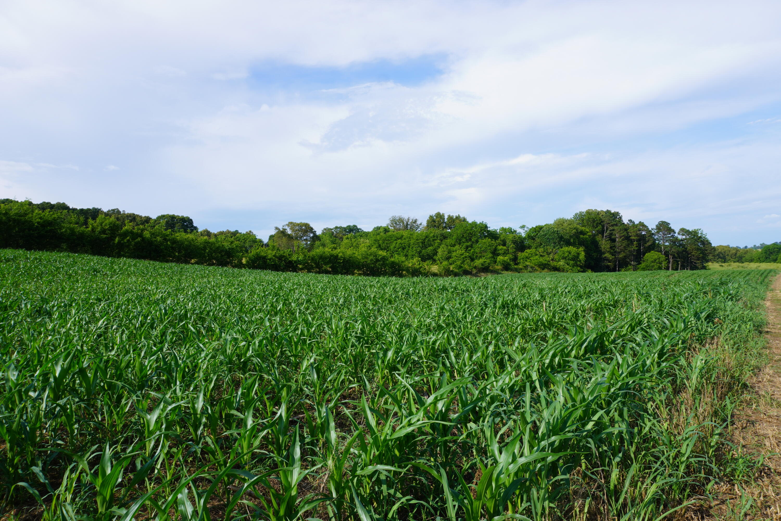 2 Burchell Road New Market, TN 37820 - Photo 7 of 17 burchell rd farm (6)