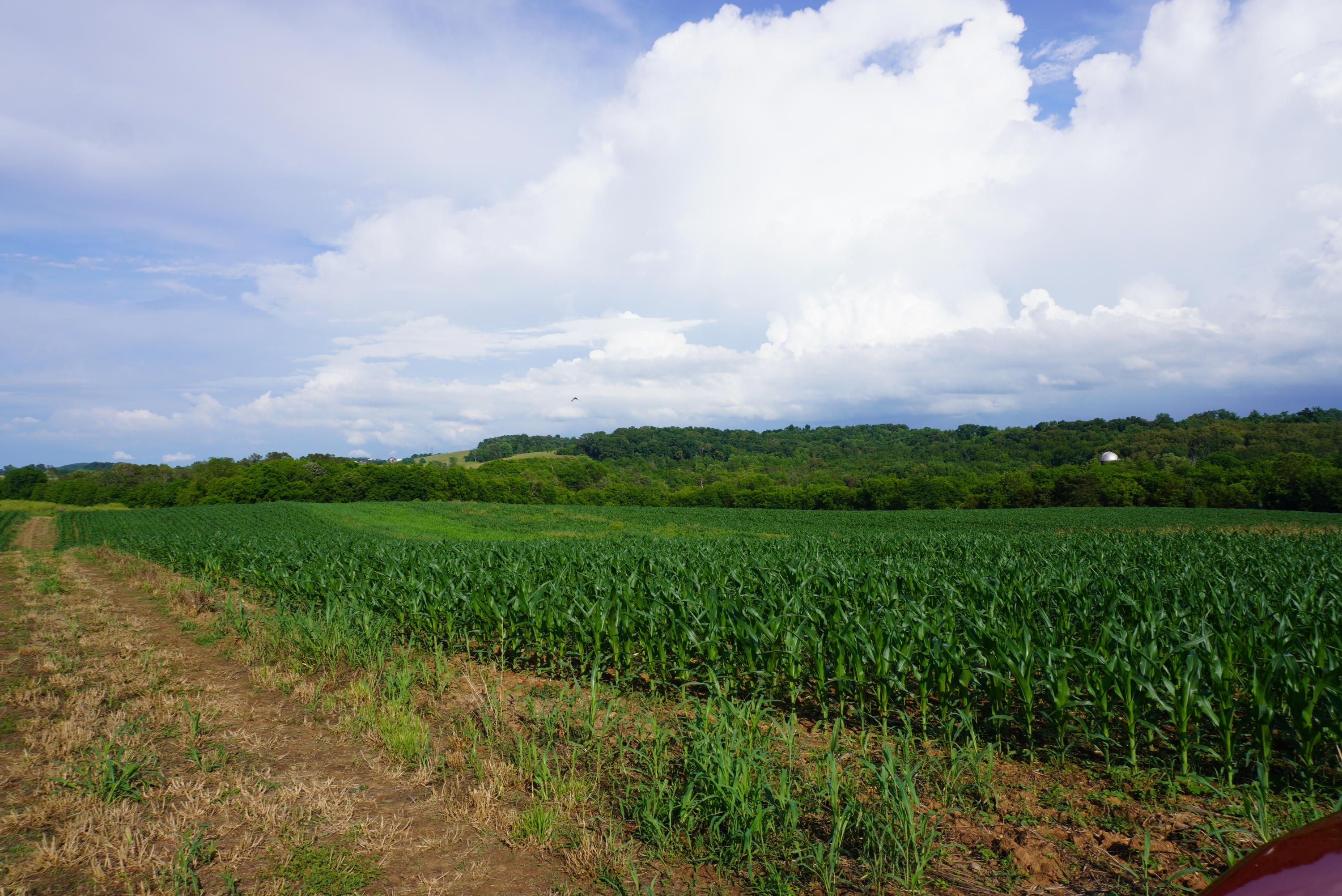 2 Burchell Road New Market, TN 37820 - Photo 8 of 17 burchell rd farm (7)