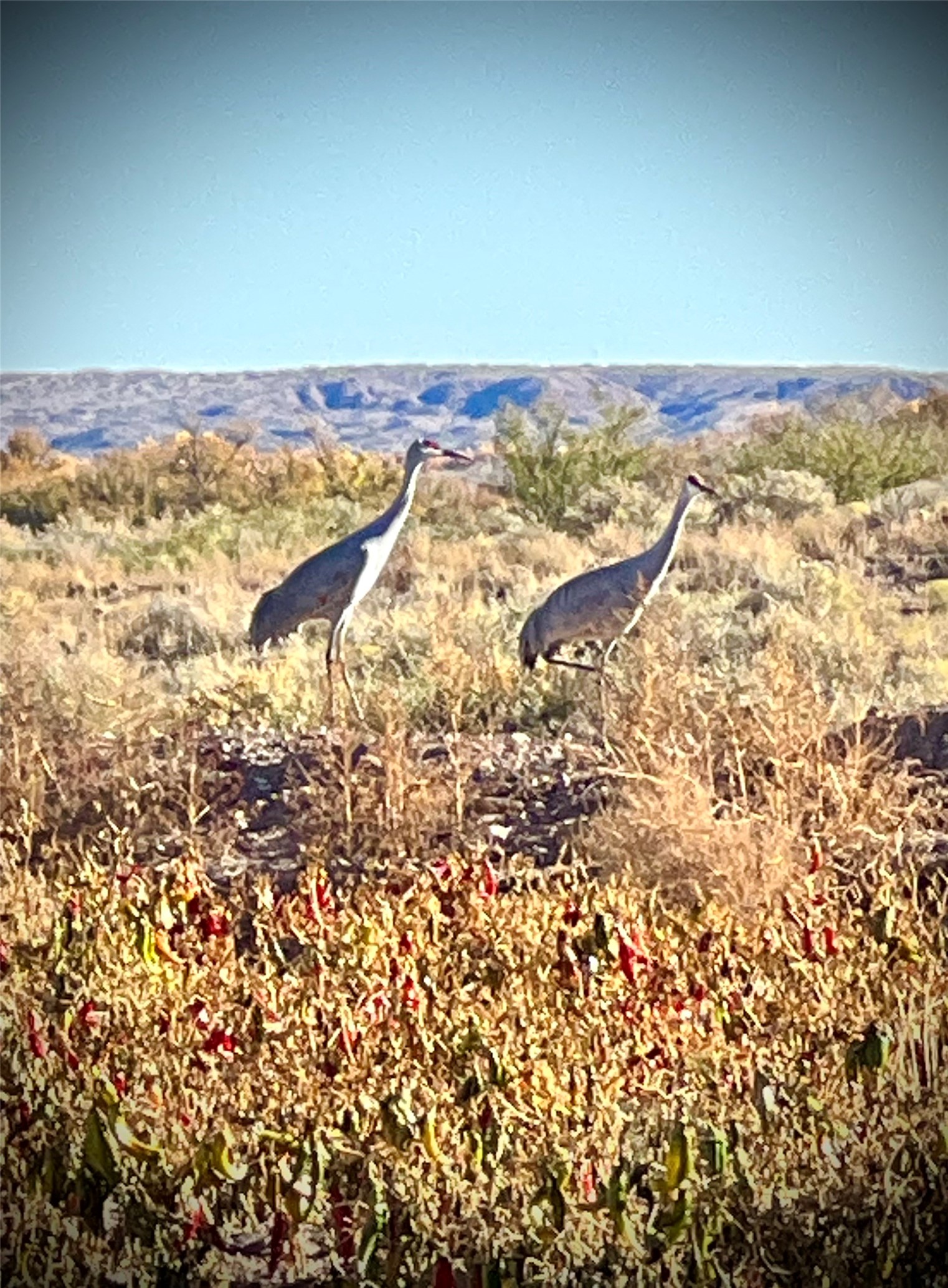 26 Schmittle Road Socorro, NM 87801 - Photo 67 of 80 Cranes love the leftover chile