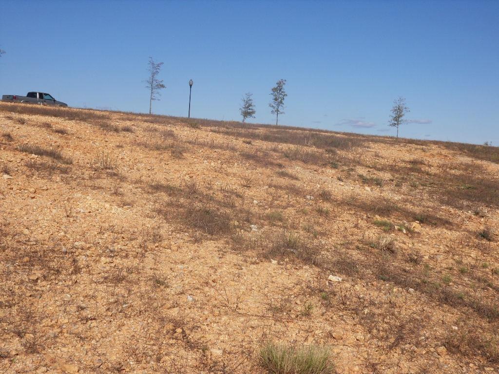 SDC10733