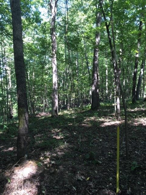 3 Greenbriar Road Franklin, TN 37064 - Photo 1 of 8 a backyard of a house with lots of green space