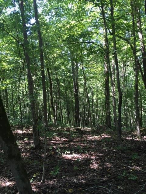 3 Greenbriar Road Franklin, TN 37064 - Photo 2 of 8 a view of outdoor space and green space