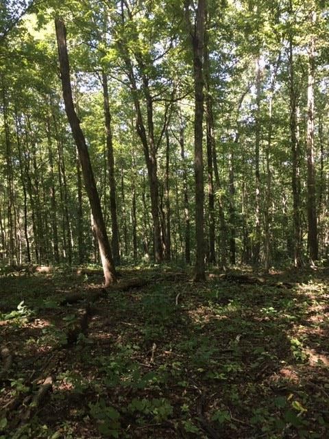 3 Greenbriar Road Franklin, TN 37064 - Photo 6 of 8 a view of a forest