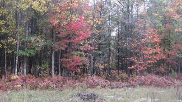 Old House Road Wellston, MI 49689 - Photo 1 of 19 Primary Photo