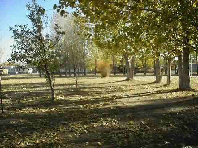 770 Soda Lake Road Fallon, NV 89406 - Photo 3 of 3 a view of a yard with a tree